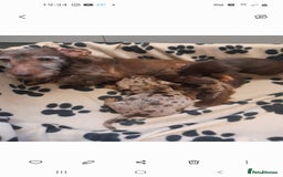 Miniature Dachshund dogs for sale: Miniture dashounds wire hair  - Image 15