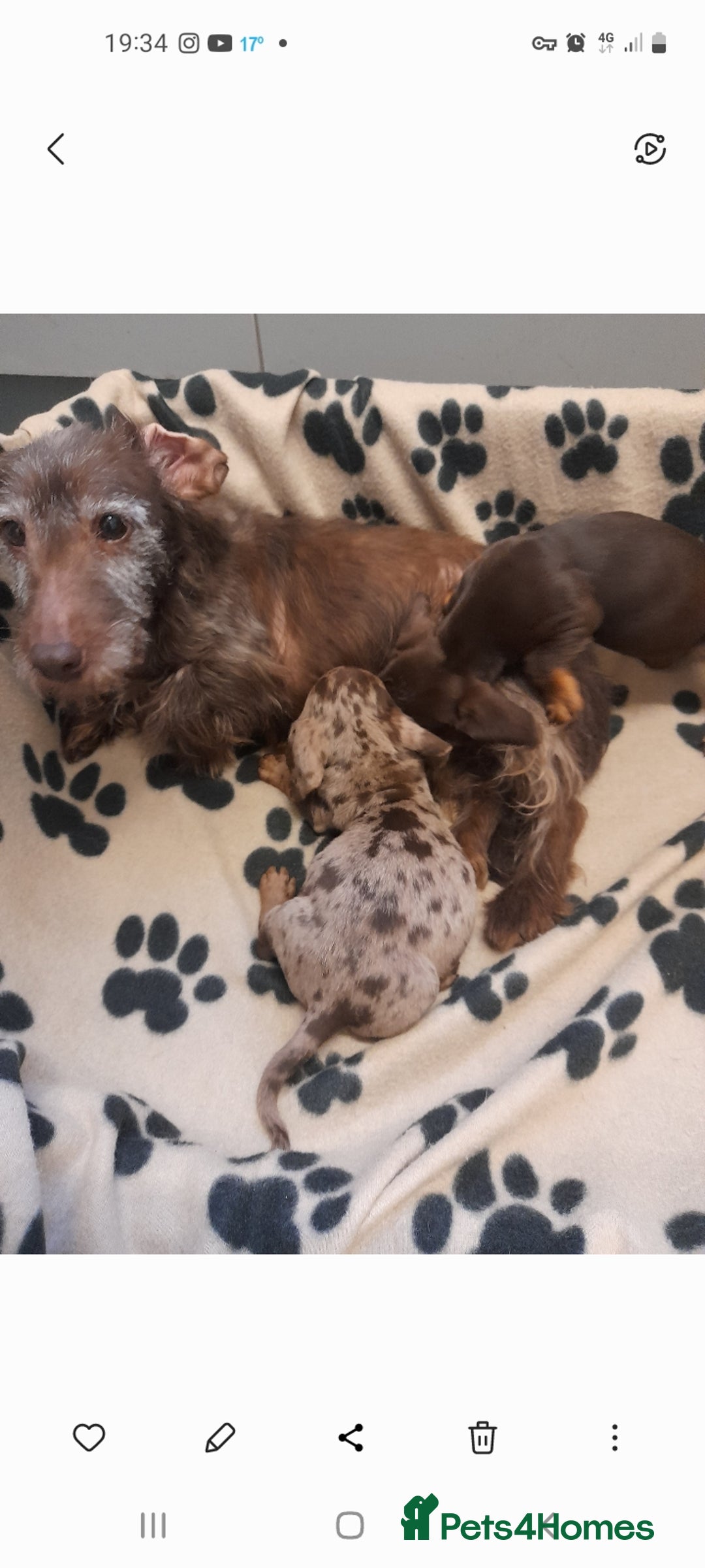 Miniature Dachshund dogs for sale: Miniture dashounds wire hair  - Image 15