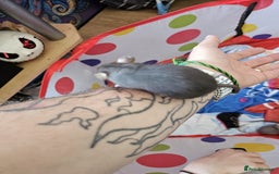 Rat rodents for sale: male and female rats for sale - Image 2