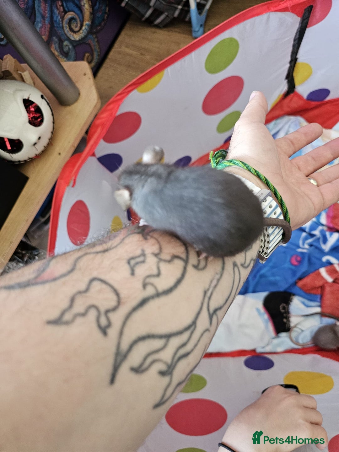 Rat rodents for sale: male and female rats for sale - Image 2