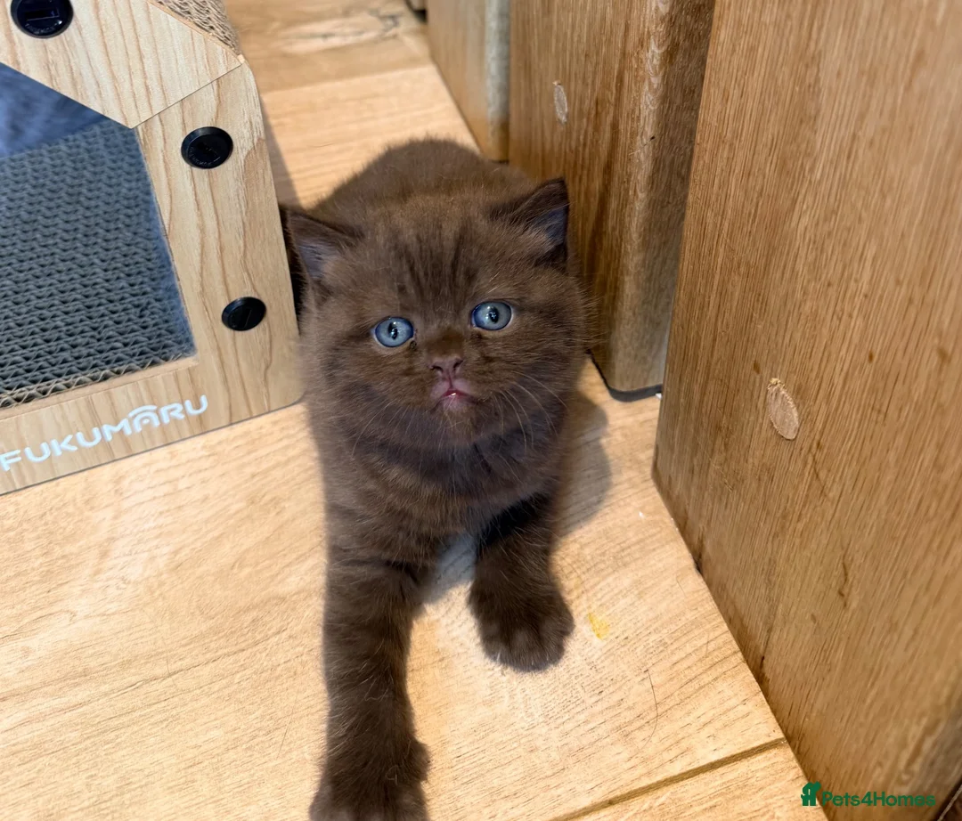 British Shorthair cats for sale: 🐾 British shorthair kitten for sale 🐾 - Advert 1