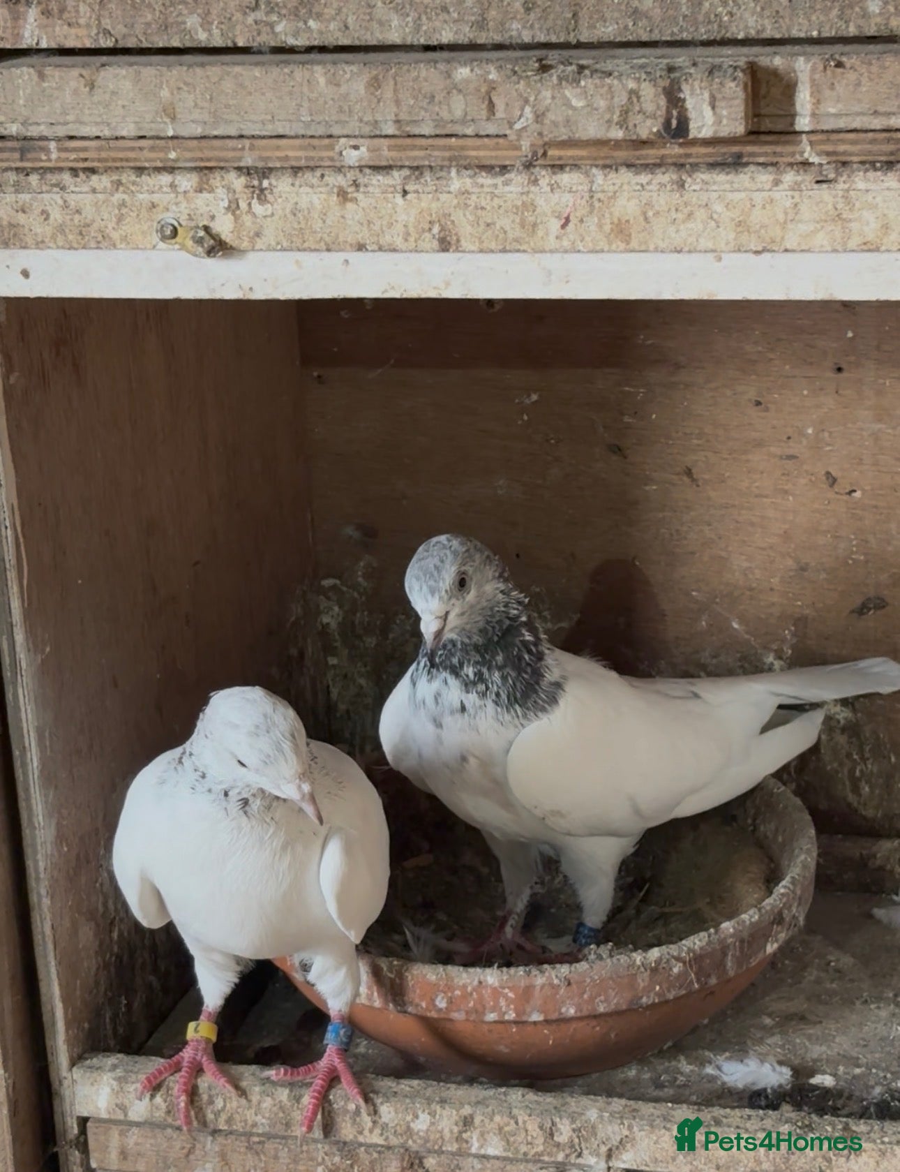 Mixed Breed livestock Pigeons  - Advert 7