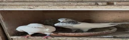 Mixed Breed livestock for sale: Pigeons  - Advert 1