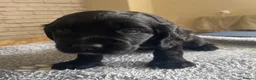 Cocker Spaniel dogs for sale: Cocker spaniel puppies  - Advert 16