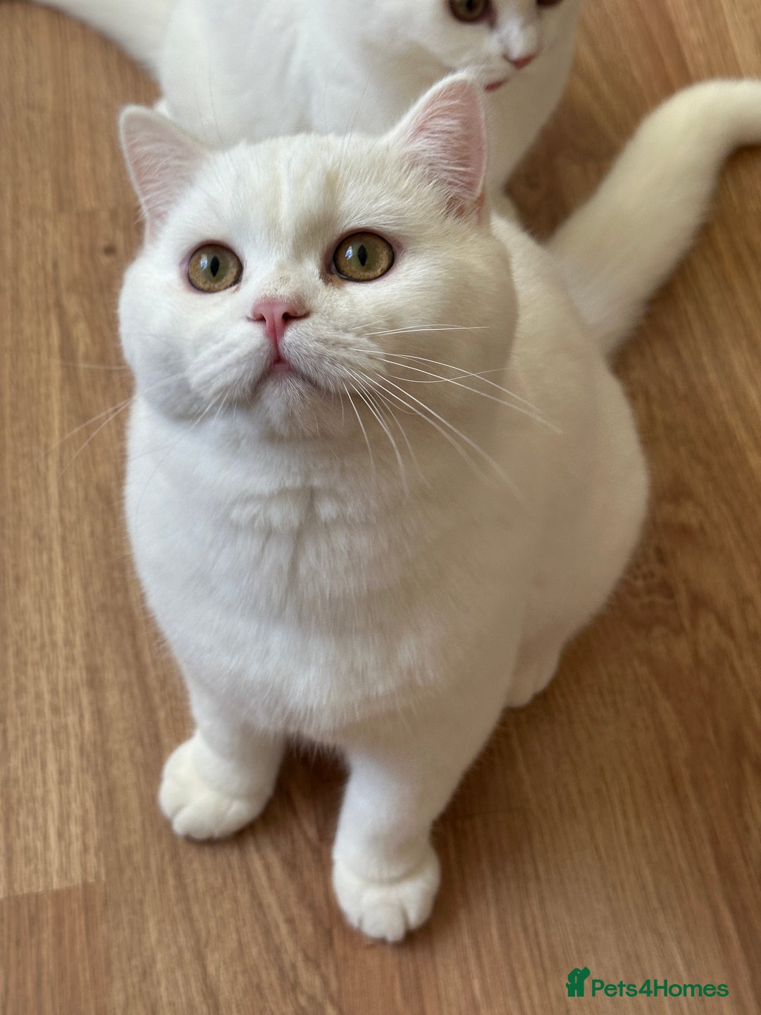 British Shorthair cats for sale: Gorgeous British Longhair & Shorthair Kittens - Advert 24