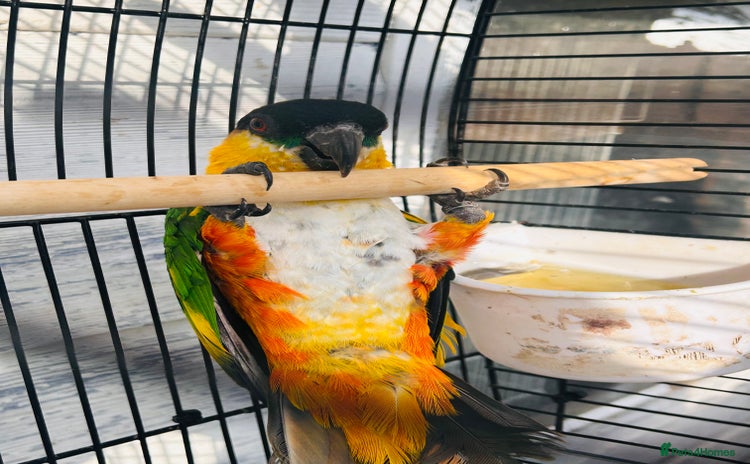 Parrots birds - Advert 19