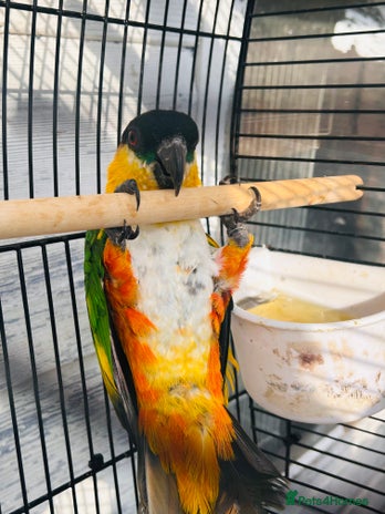 Parrots birds - Advert 4