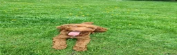 Cockapoo dogs for stud: Cockapoo stud - Advert 6