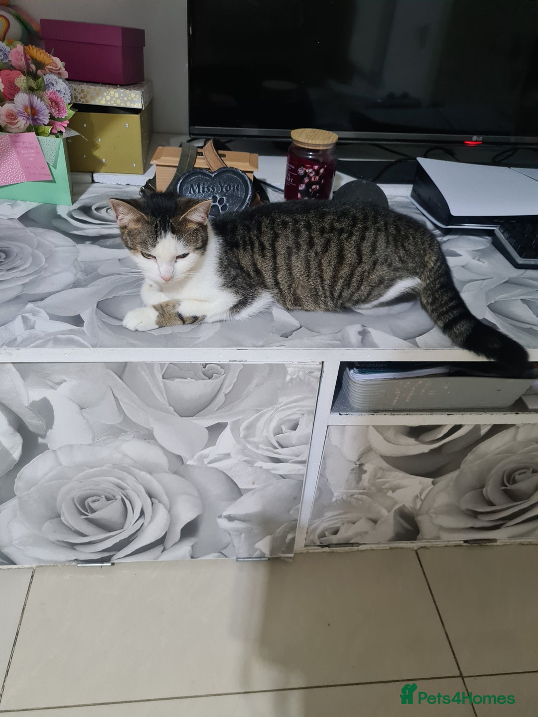 Mixed Breed cats for sale: 2 kittens for sale - Image 6
