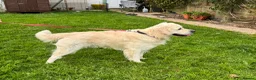 Goldendoodle dogs for sale: ⚜️GOLDENDOODLES⚜️ Simply Stunning - Advert 7
