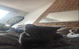 Domestic Shorthair cats for sale: Beautiful male grey short-hair 6 months old - Image 2