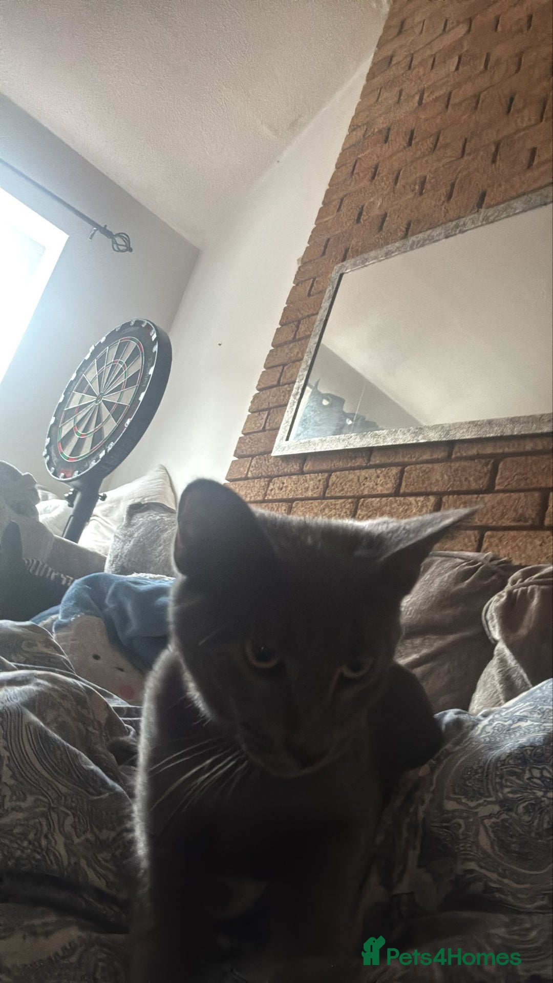 Domestic Shorthair cats for sale: Beautiful male grey short-hair 6 months old - Image 2