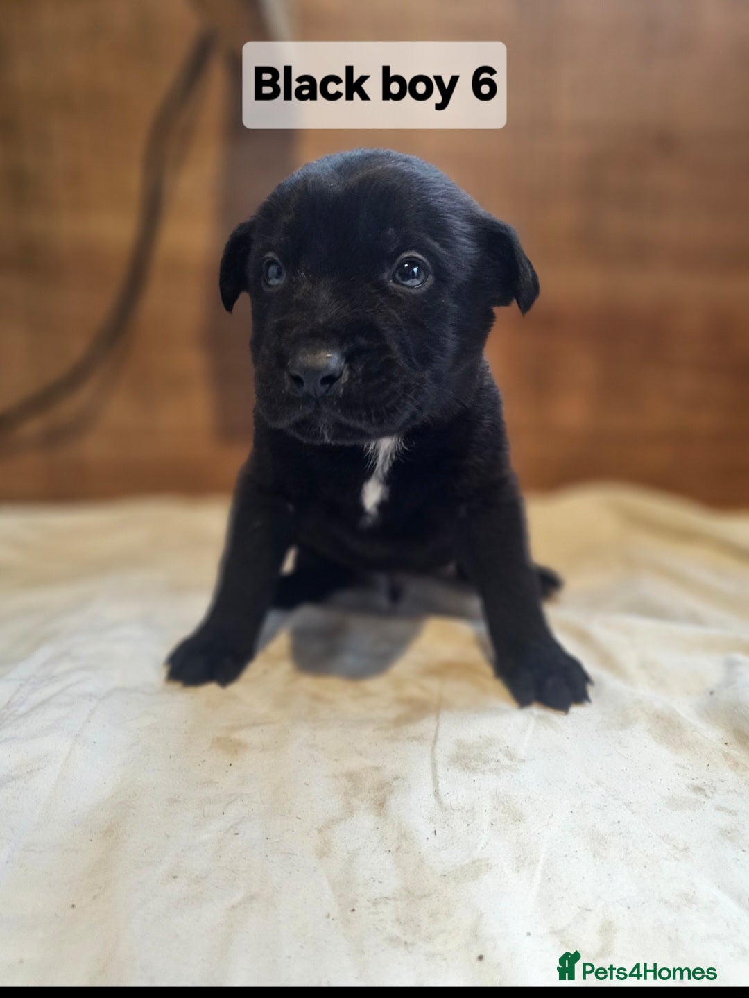 Mixed Breed dogs for sale: German shepard x rottweiler pups - Advert 24