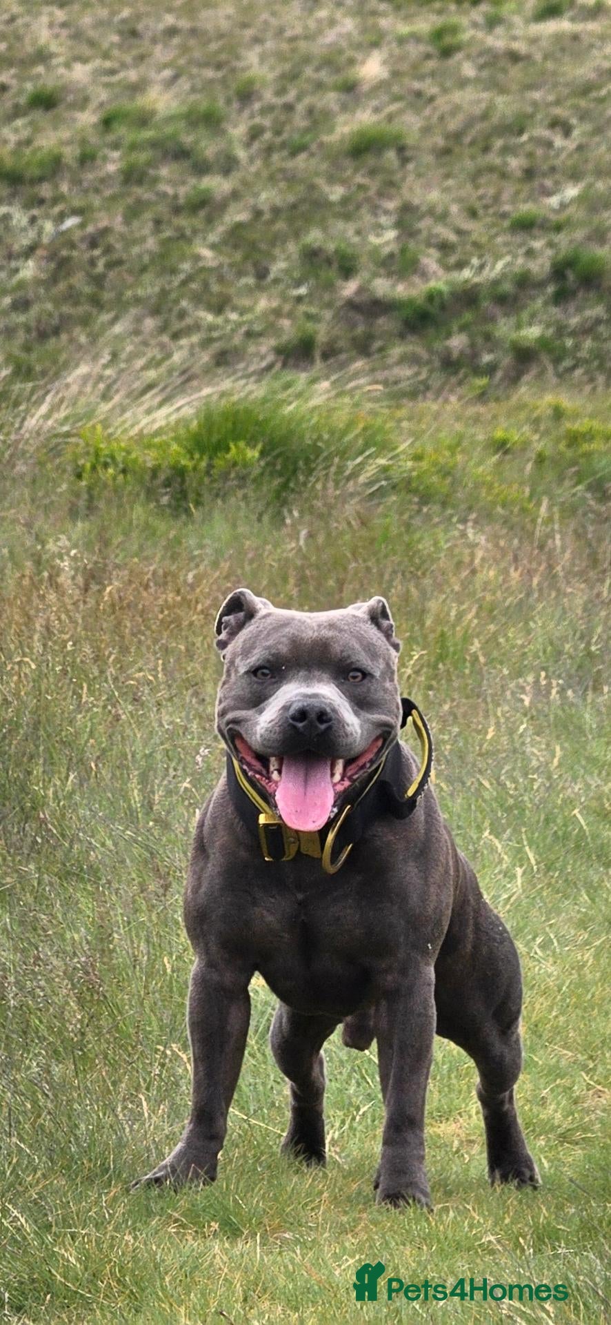 Staffordshire Bull Terrier dogs Gorgeous Blue Staffy ready for Studding - Advert 2