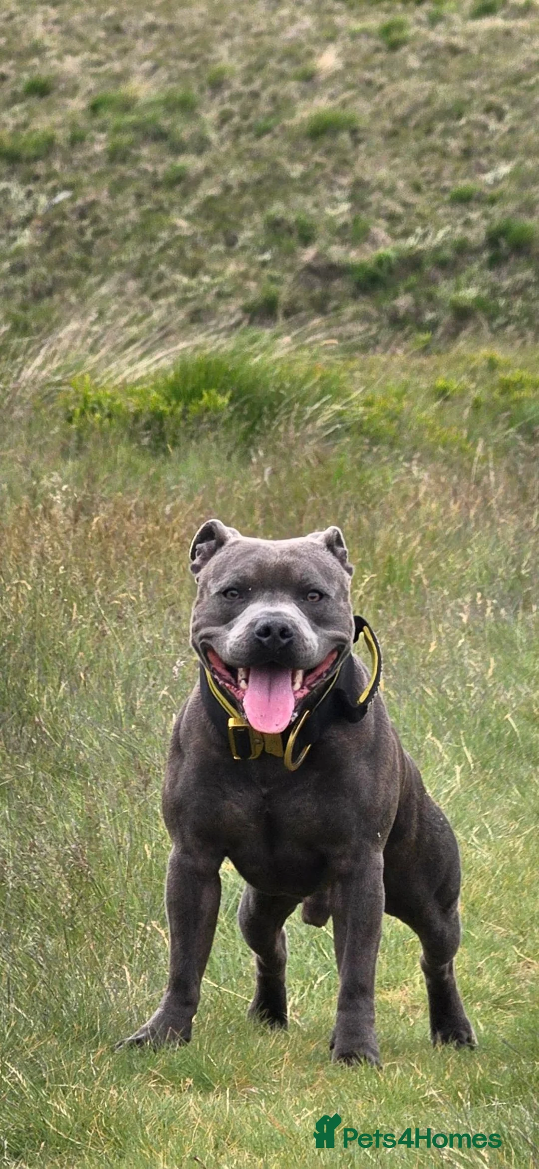 Staffordshire Bull Terrier dogs for stud: Gorgeous Blue Staffy ready for Studding in Holmfirth - Advert 1