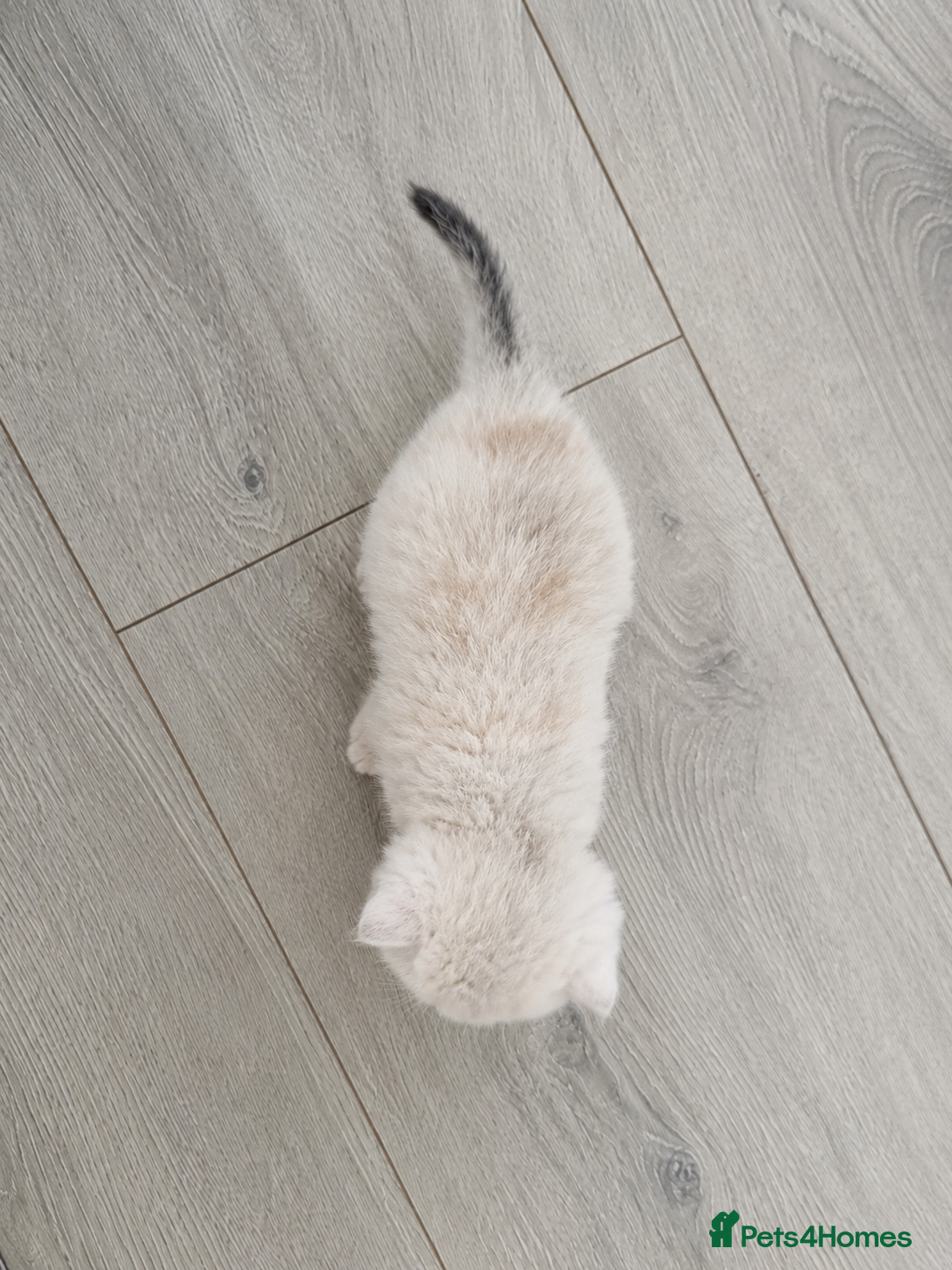 Scottish Fold cats Scottish Kittens Looking for Their Forever Homes  - Advert 2