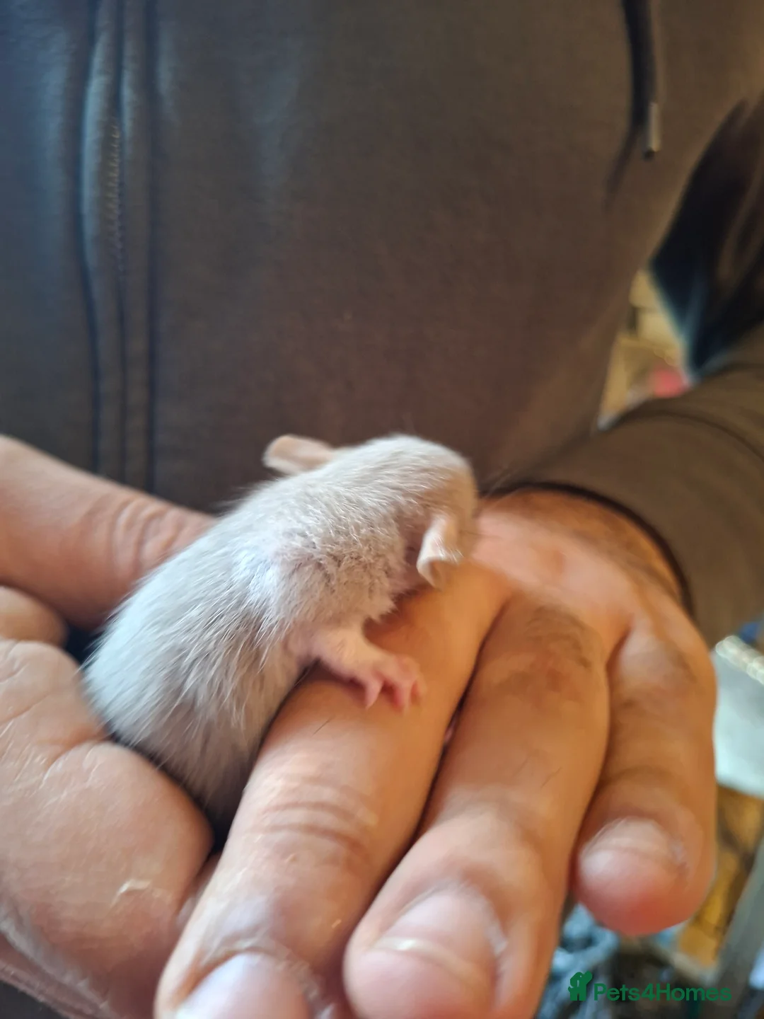 Rat rodents for sale: Hand tame dumbo baby rats - Advert 2