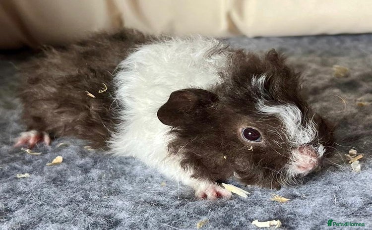 Guinea Pig rodents - Advert 1