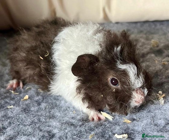 Guinea Pig rodents - Advert 1