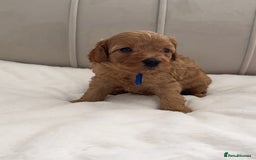 Cavapoo dogs for sale: Dream Cavapoo puppies, DNA Clear, Home Raised - Image 9