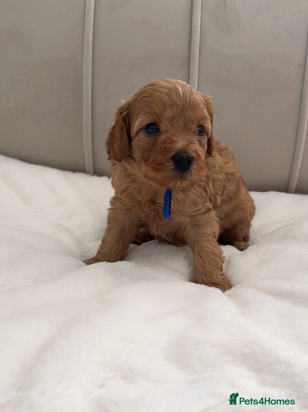Cavapoo dogs for sale: Dream Cavapoo puppies, DNA Clear, Home Raised - Image 9