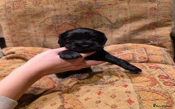 Cockalier dogs for sale: Gorgeous chunky Cockalier pupuchinos - Image 7