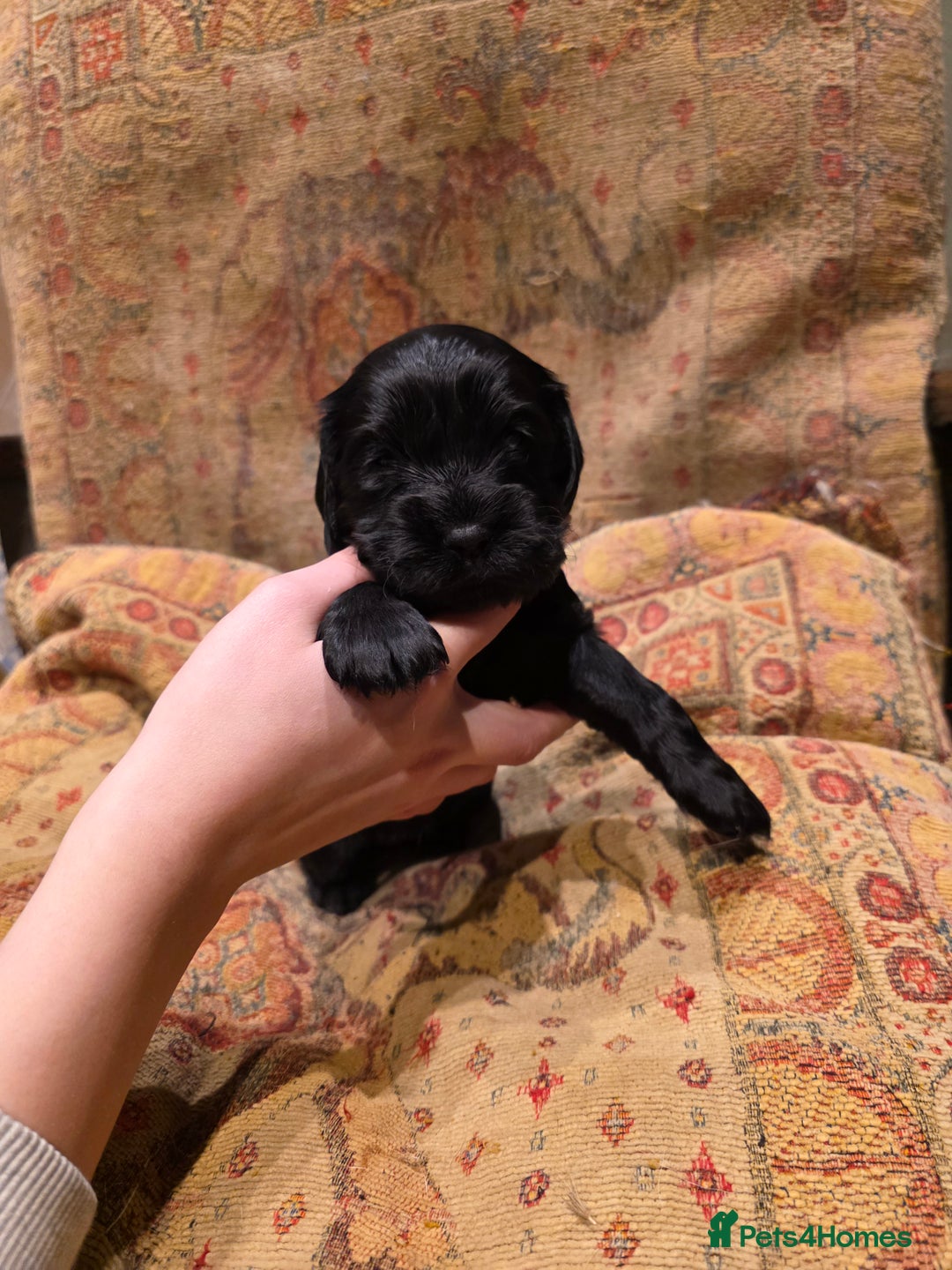 Cockalier dogs for sale: Gorgeous chunky Cockalier pupuchinos - Image 7