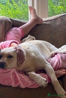 Labrador Retriever dogs - Advert 14