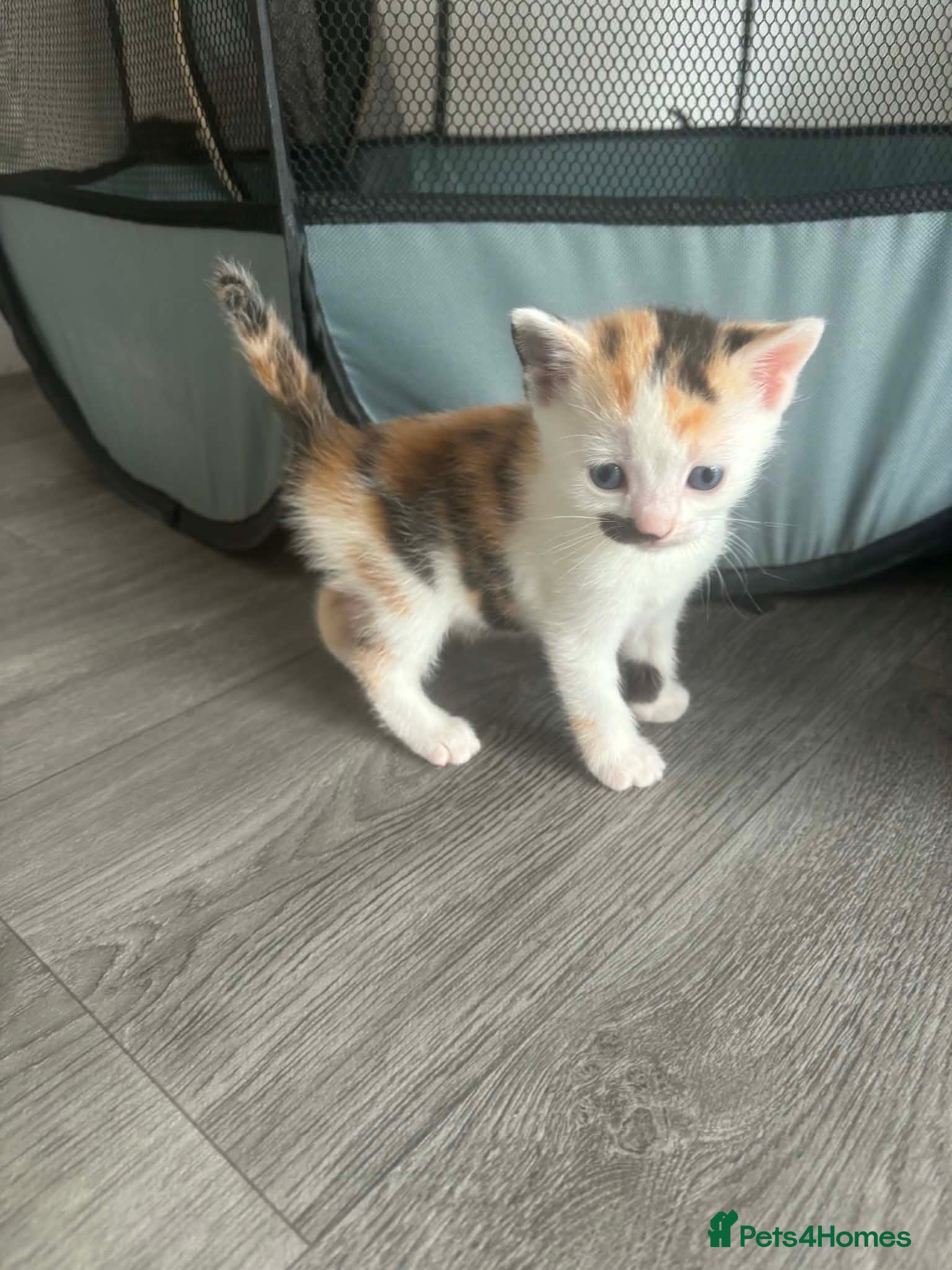 Mixed Breed cats Kittens for sale  - Advert 1