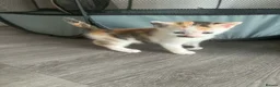 Mixed Breed cats for sale: Kittens for sale  - Advert 1