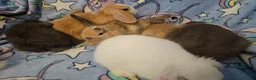 Mixed Breed rabbits for sale: 8 babies bunnies - Advert 5