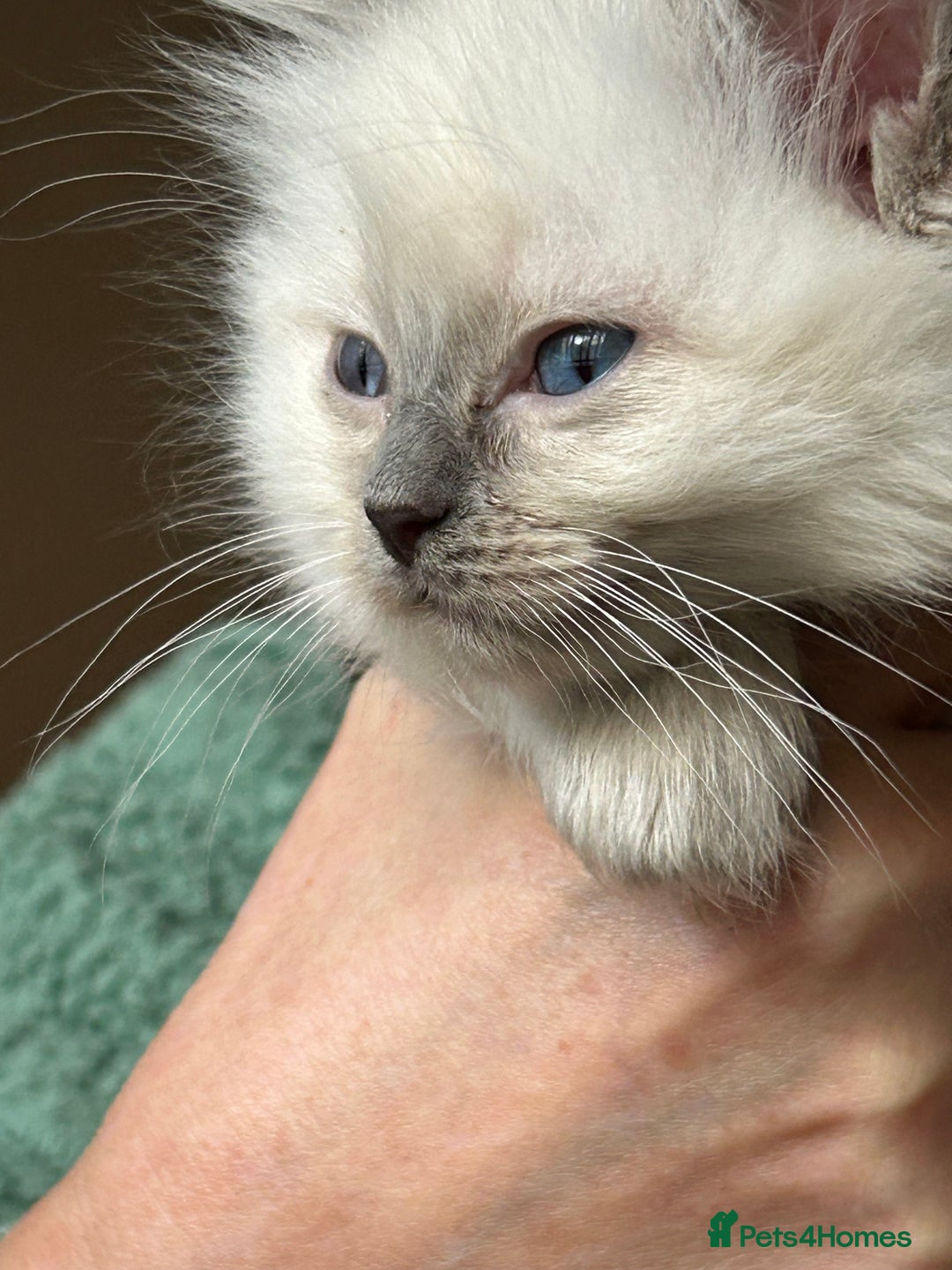 Ragdoll cats for sale: All our beautiful kittens are no longer available  - Advert 32