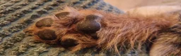 Border Terrier dogs for stud: Male border terrier  in Ruthin - Advert 3
