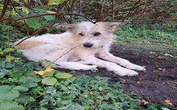 Mixed Breed dogs for adoption: MISHA  - Image 1