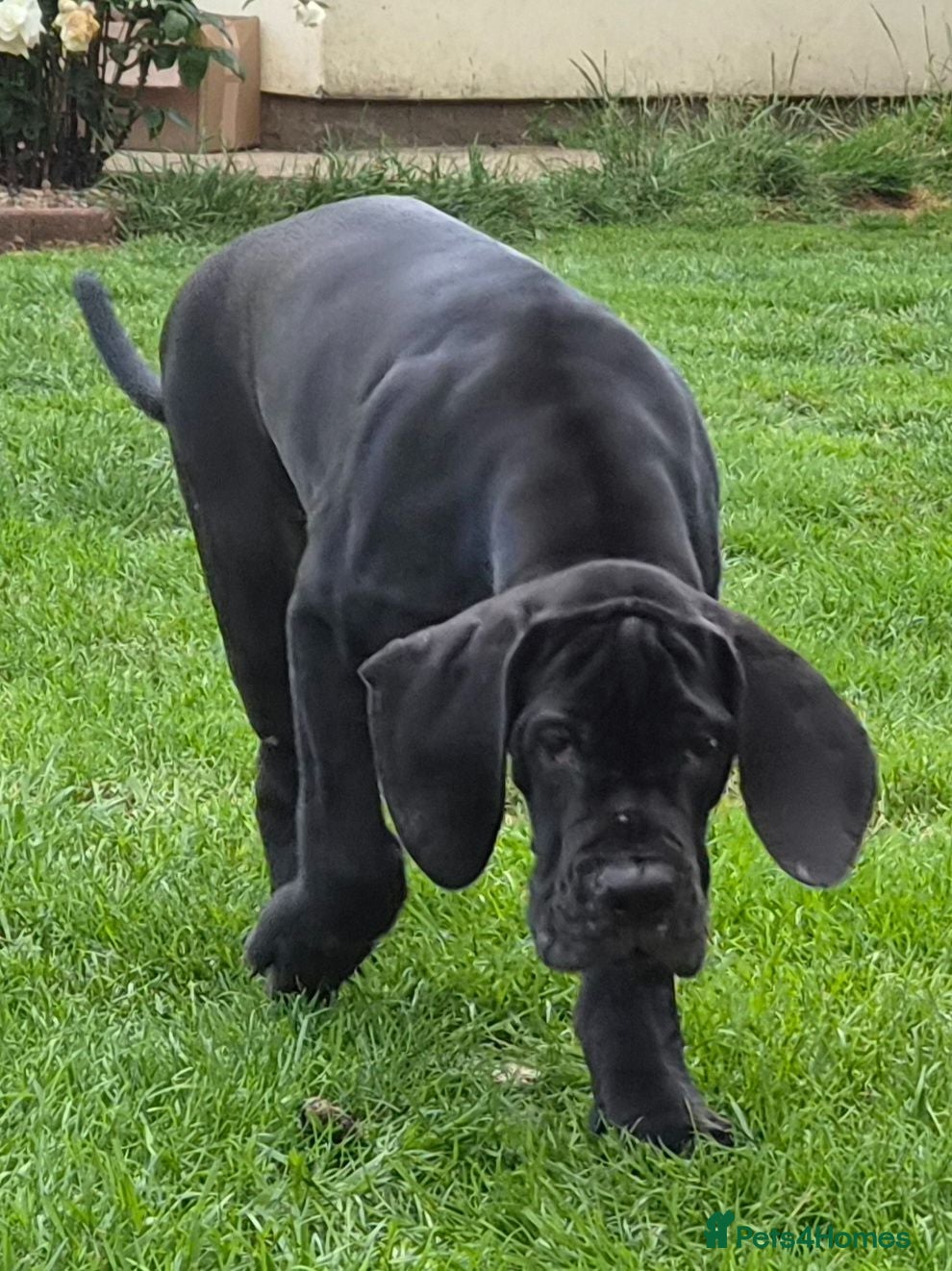Great Dane dogs KC REG. READY NEXT WEEK, FULLY VACCINATED  - Advert 5