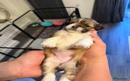 Lhasa Apso dogs for sale: 6 beautiful Lhasa apsos  - Image 37