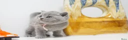 British Shorthair cats for sale: ✨ CIAOKITTY — BLUE BRITISH SHORTHAIR KITTENS ✨ in Widnes - Advert 13