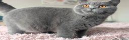 British Shorthair cats for sale: Outstanding lilac British Shorthair boys - Advert 12