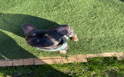 French Bulldog dogs for sale: Rocky looking for forever home. - Image 8
