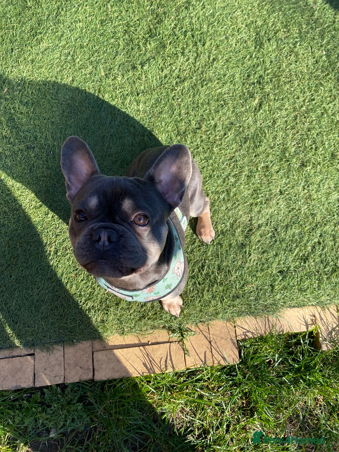 French Bulldog dogs for sale: Rocky looking for forever home. - Image 8