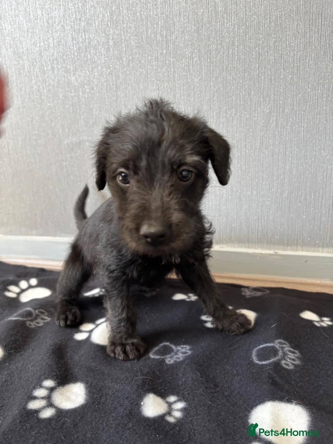 Mixed Breed dogs for sale: 3 Bedlington x whippet puppies  - Advert 9