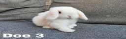 Mini Lop rabbits for sale: Stunning mini lops available for reserve  - Advert 5