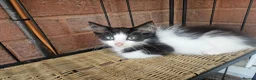 Mixed Breed cats for sale: Adorable Kittens ready for their forever homes in Biggleswade - Advert 6