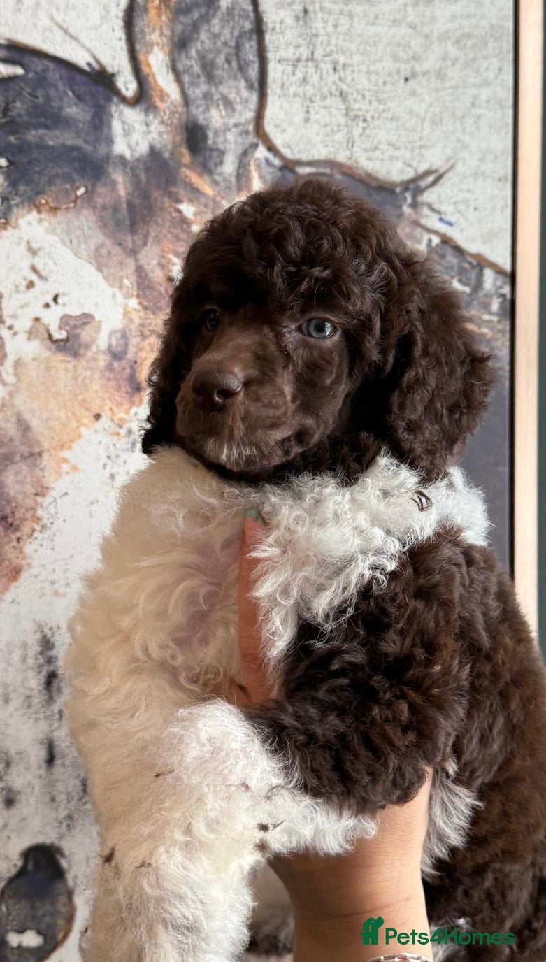 Standard Poodle dogs Tri/sable  KC reg quality pups  - Advert 18