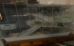 Rat rodents for sale: 2 male rats  - Image 2