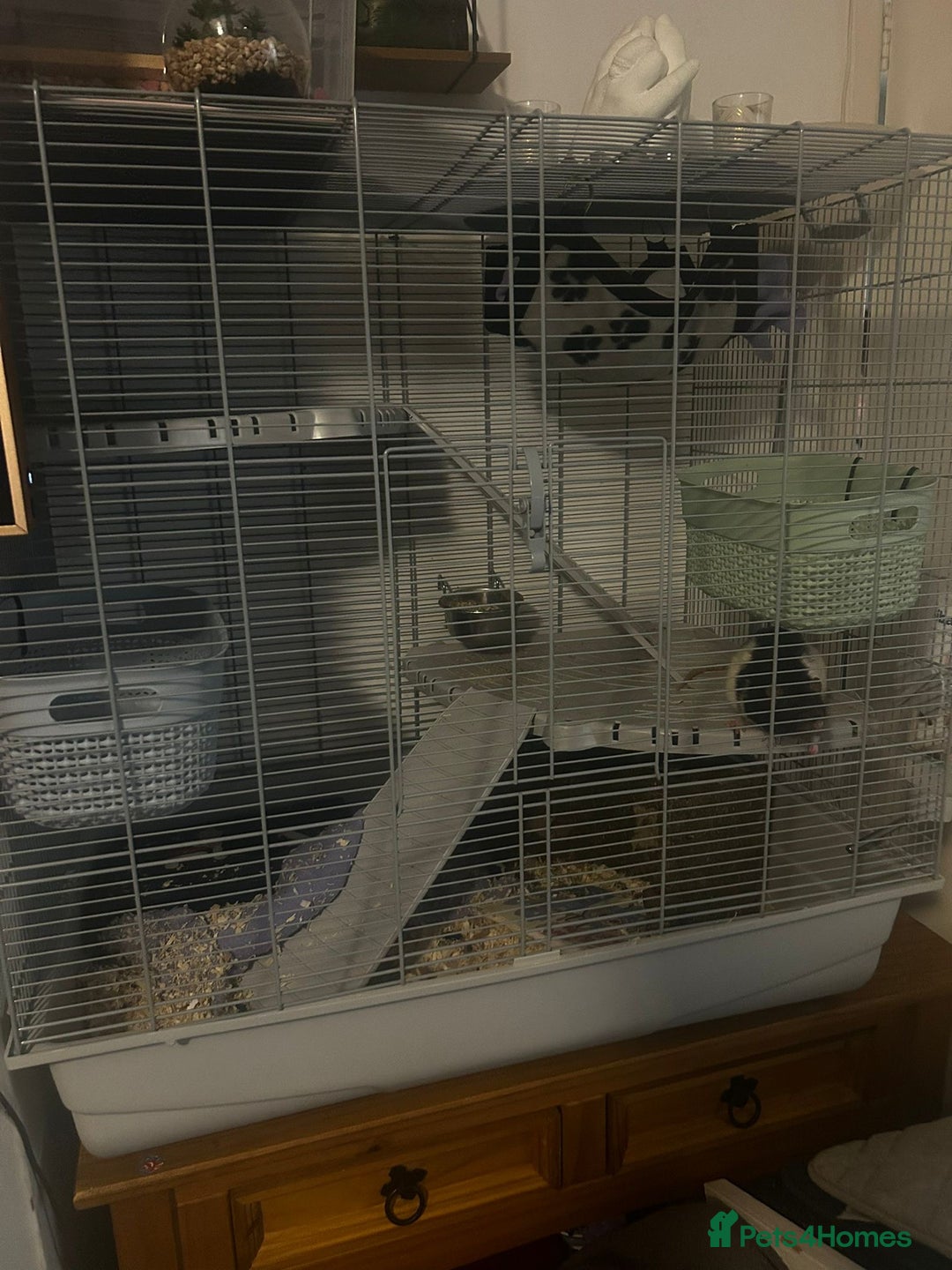 Rat rodents for sale: 2 male rats  - Image 2