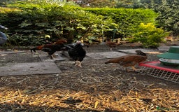 Chickens poultry for sale: Aseel & Brahma Mixed - Image 3