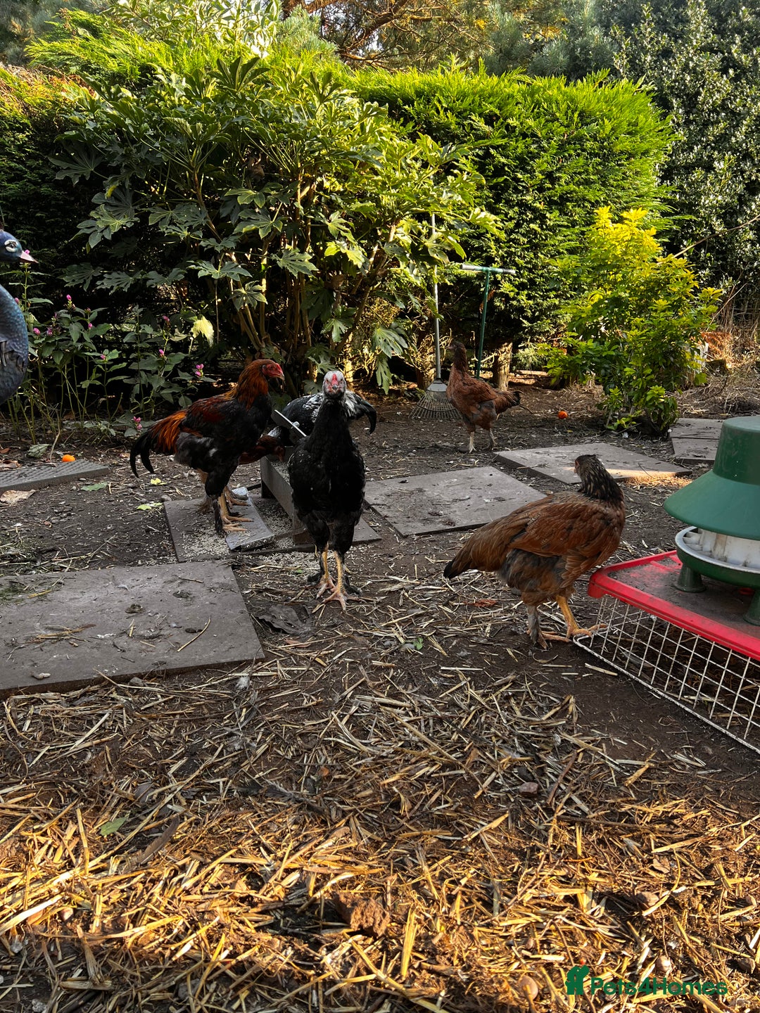 Chickens poultry for sale: Aseel & Brahma Mixed - Image 3