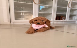 Australian Labradoodle dogs for sale: Only One Girl Left Australian Labradoodle Puppy - Image 10