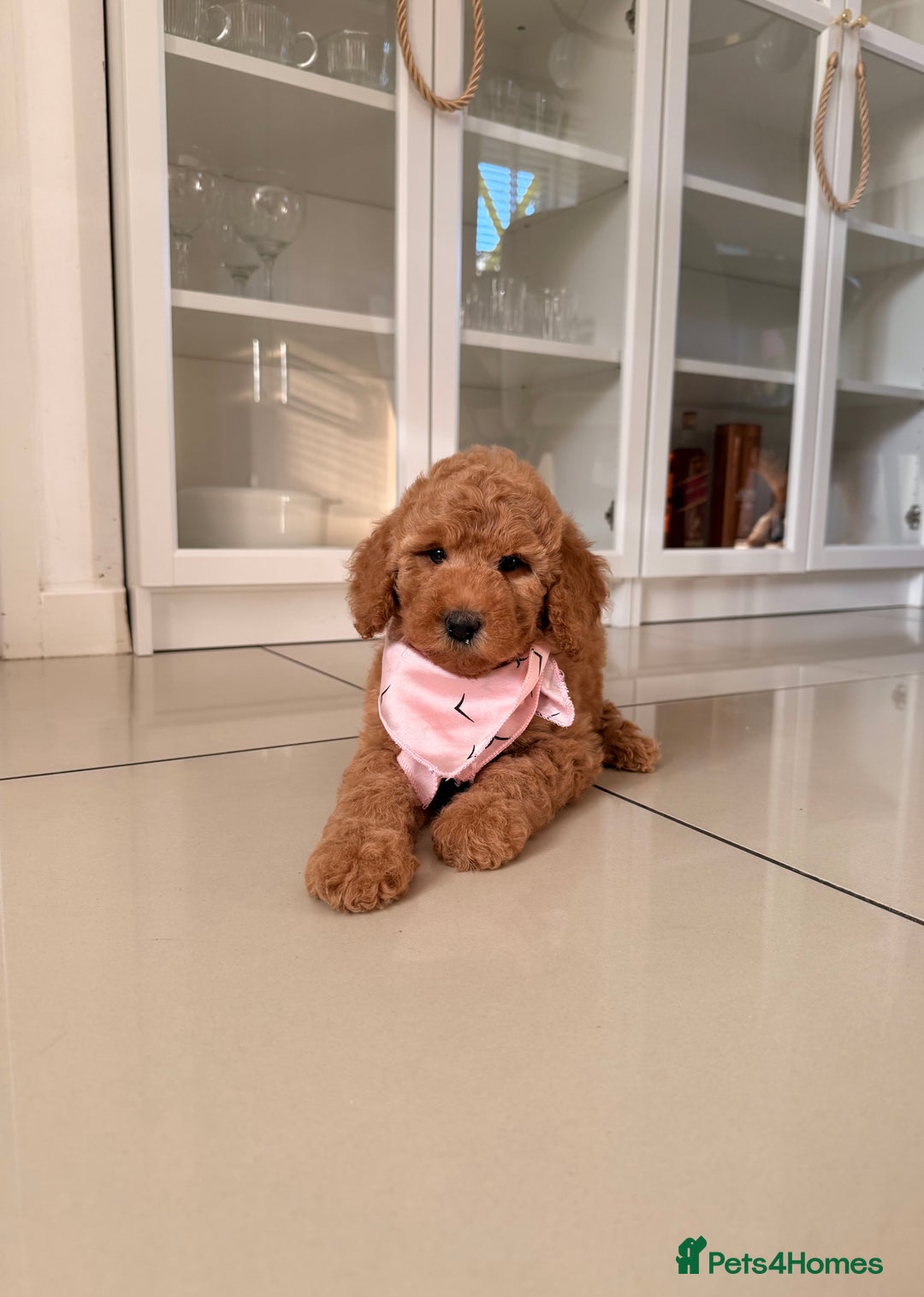 Australian Labradoodle dogs for sale: Only One Girl Left Australian Labradoodle Puppy - Image 10